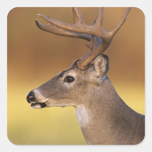 White-tailed Deer, Odocoileus virginianus, Square Sticker (Front)