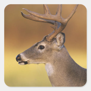 White-tailed Deer, Odocoileus virginianus, Square Sticker