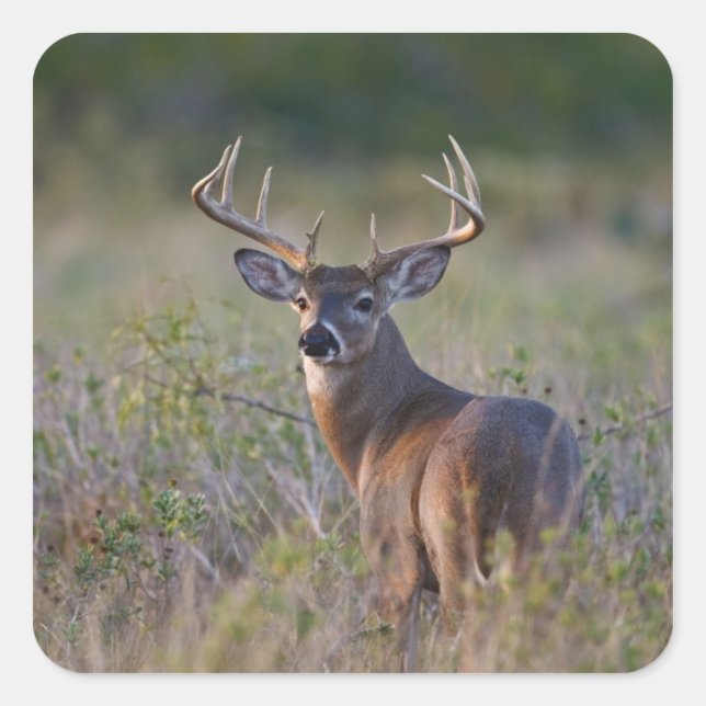 white-tailed deer Odocoileus virginianus Square Sticker (Front)