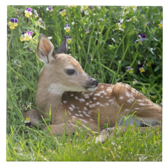 White-tailed deer (Odocoileus virginianus) Tile (Front)