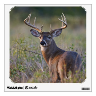 white-tailed deer Odocoileus virginianus Wall Decal