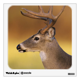 White-tailed Deer, Odocoileus virginianus, Wall Sticker