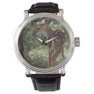 White-tailed Deer, Odocoileus virginianus Watch