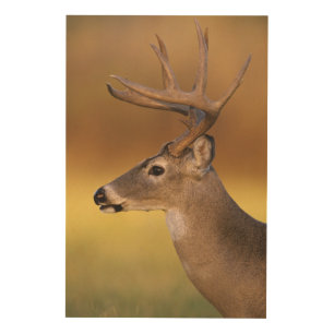 White-tailed Deer, Odocoileus virginianus, Wood Wall Art
