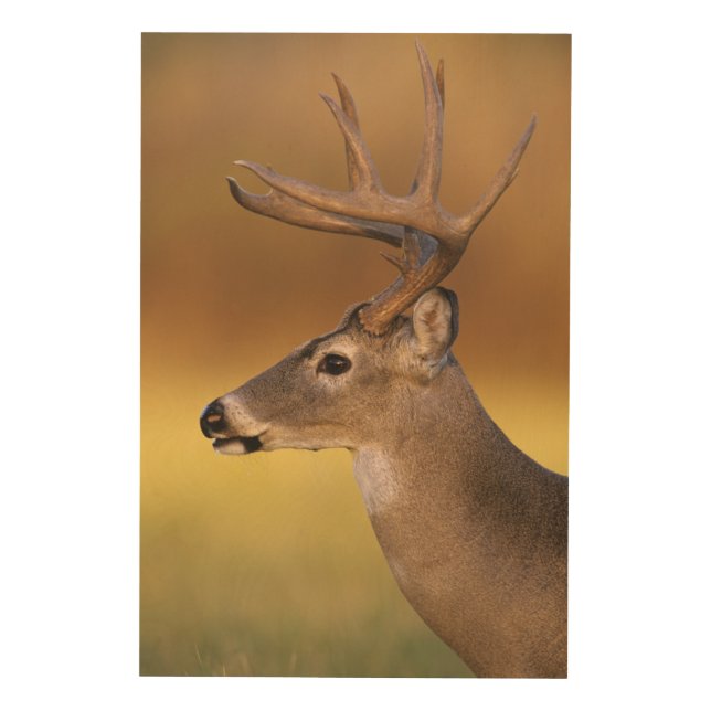 White-tailed Deer, Odocoileus virginianus, Wood Wall Art (Front)