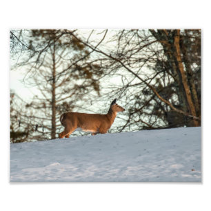 White Tailed Deer Photo Print