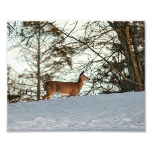 White Tailed Deer Photo Print