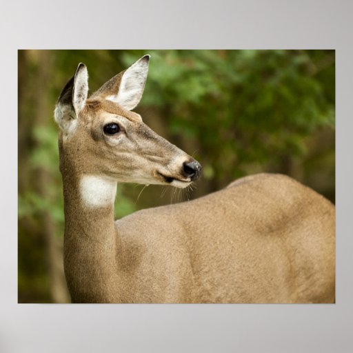 White Tailed Deer Poster