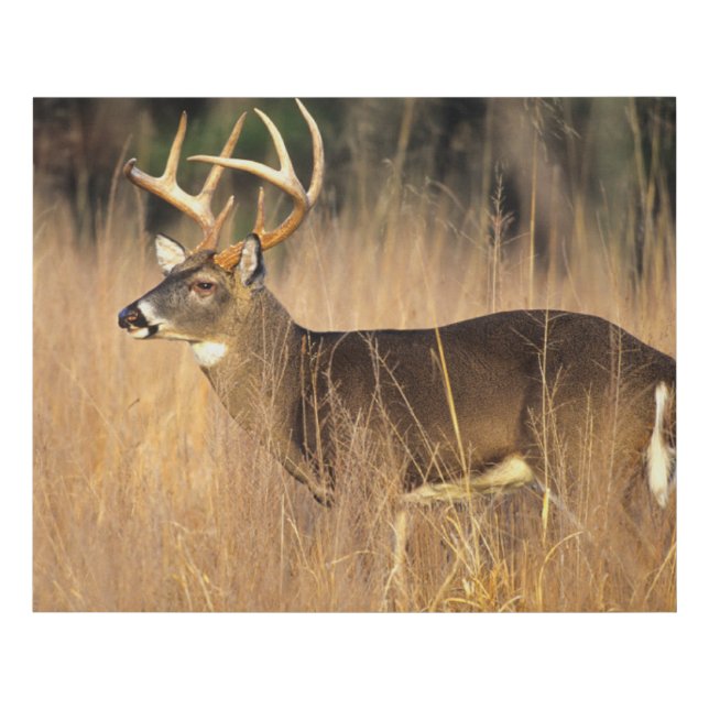 White-tailed Deer | Smoky Mountains Tennessee Faux Canvas Print (Front)