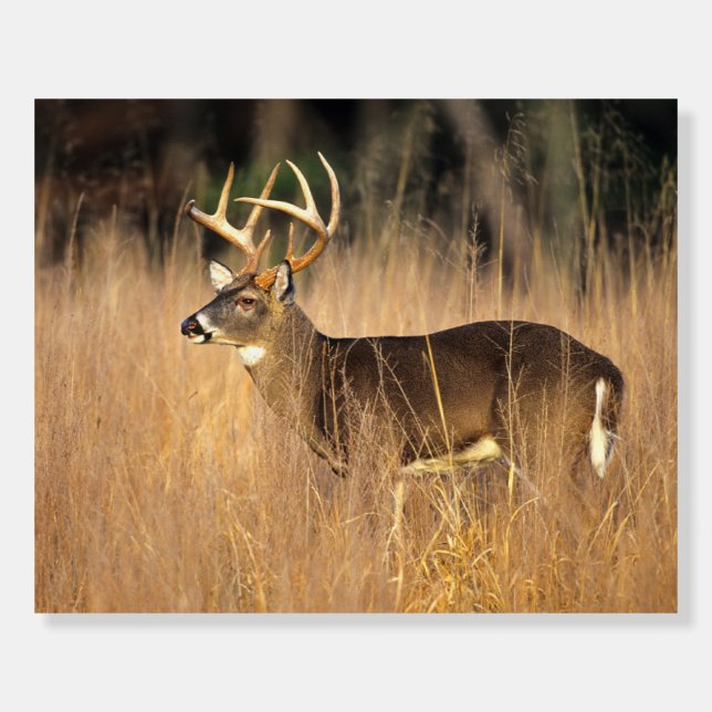 White-tailed Deer | Smoky Mountains Tennessee Foam Board (Front)