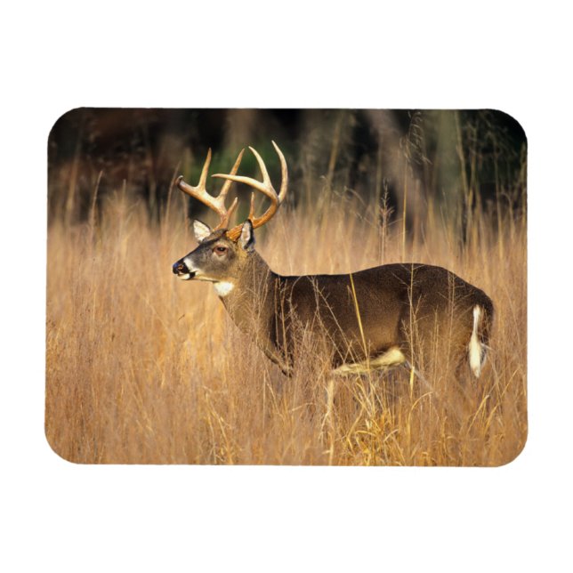 White-tailed Deer | Smoky Mountains Tennessee Magnet (Horizontal)