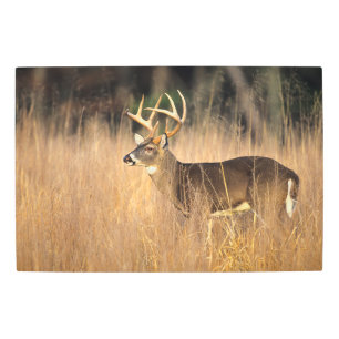 White-tailed Deer   Smoky Mountains Tennessee Metal Print