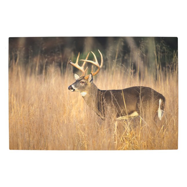 White-tailed Deer | Smoky Mountains Tennessee Metal Print (Front)
