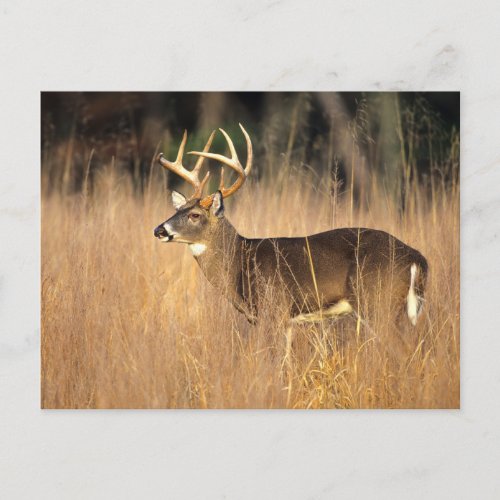 White_tailed Deer  Smoky Mountains Tennessee Postcard