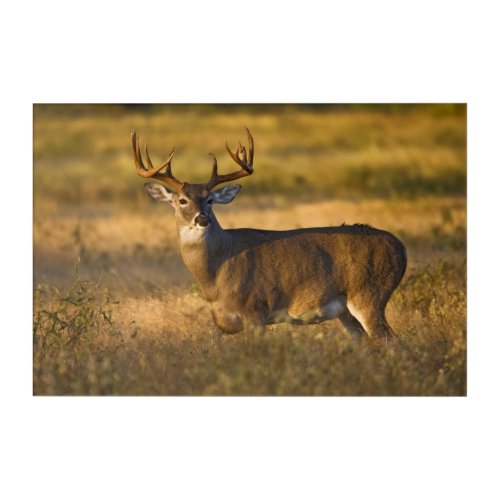 White_tailed Deer  South Texas Acrylic Print