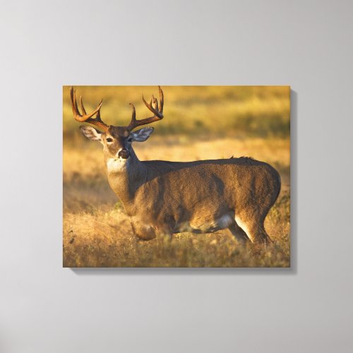 White_tailed Deer  South Texas Canvas Print