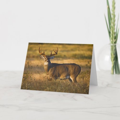 White_tailed Deer  South Texas Card