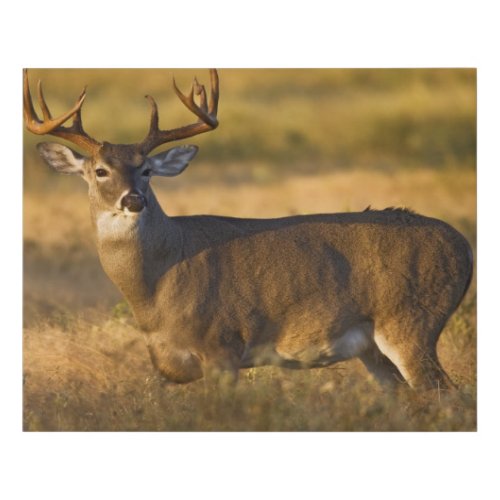 White_tailed Deer  South Texas Faux Canvas Print