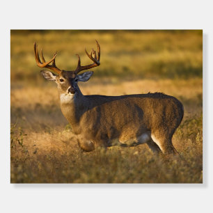 White-tailed Deer South Texas Foam Board
