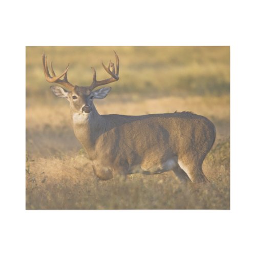 White_tailed Deer  South Texas Gallery Wrap
