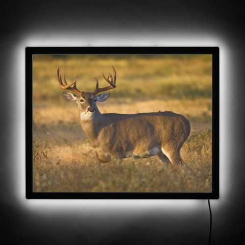 White_tailed Deer  South Texas LED Sign