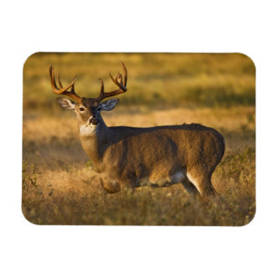 White-tailed Deer South Texas Magnet