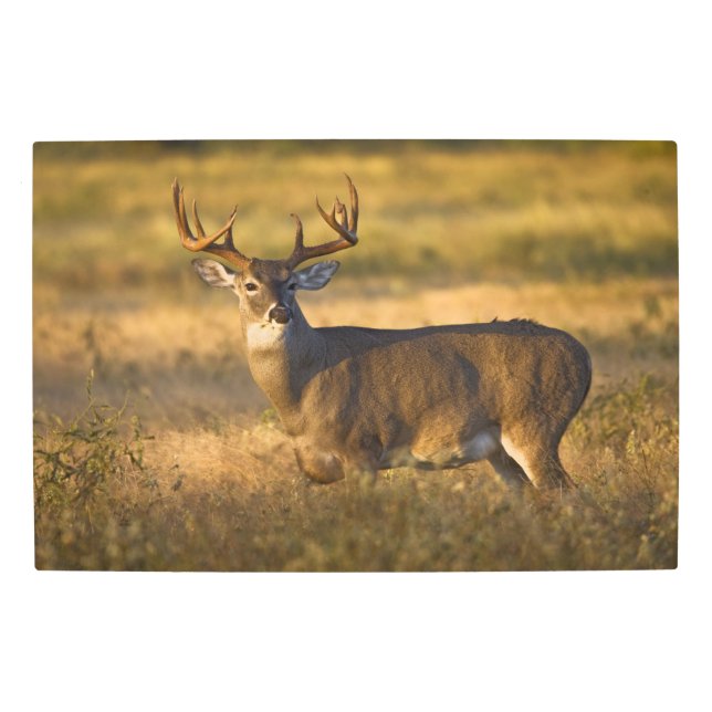 White-tailed Deer | South Texas Metal Print (Front)