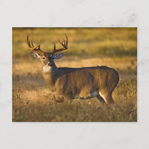 White_tailed Deer  South Texas Postcard