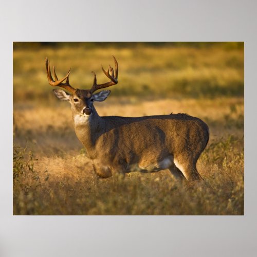White_tailed Deer  South Texas Poster