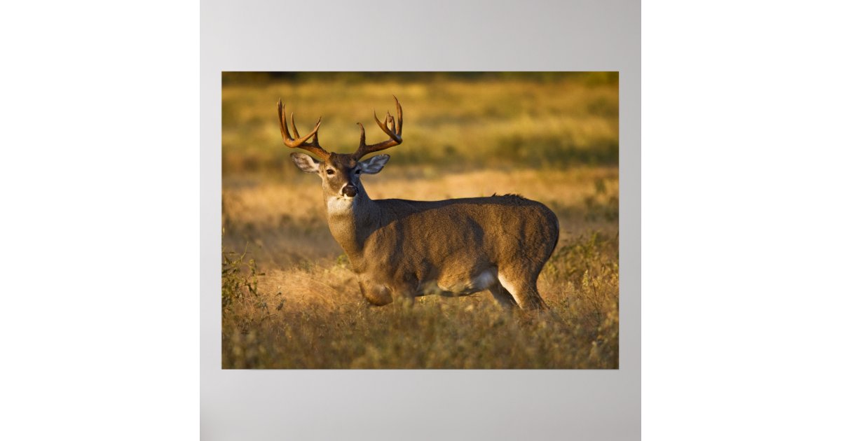 White-tailed Deer | South Texas Poster | Zazzle