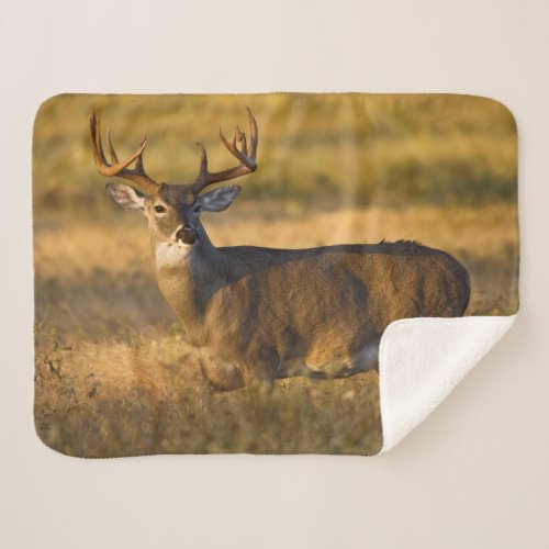 White_tailed Deer  South Texas Sherpa Blanket