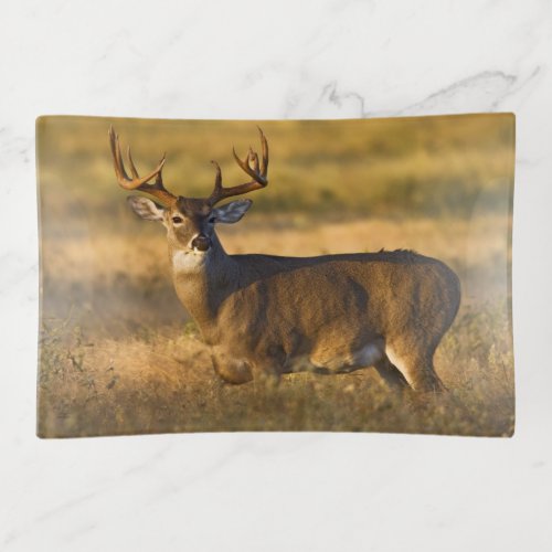 White_tailed Deer  South Texas Trinket Tray