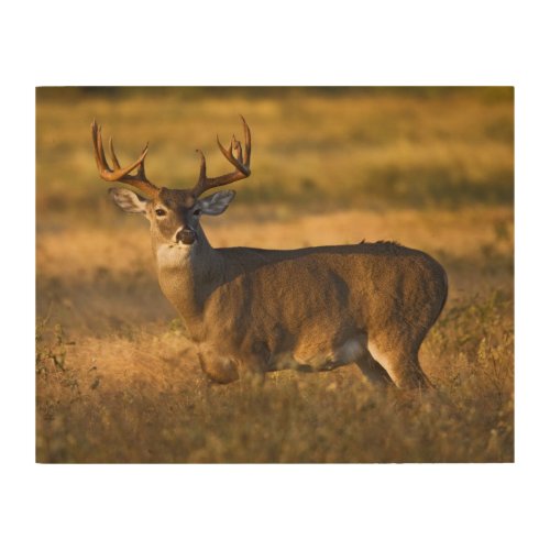White_tailed Deer  South Texas Wood Wall Art