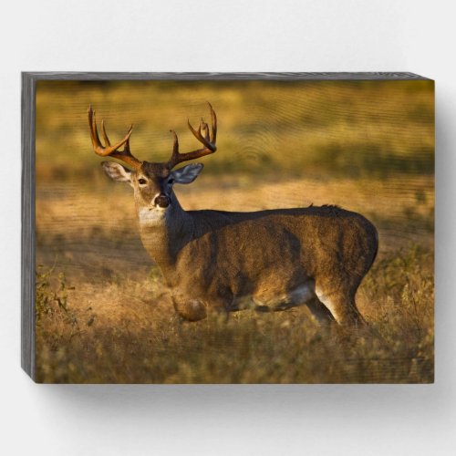White_tailed Deer  South Texas Wooden Box Sign