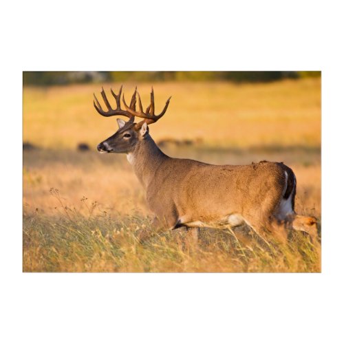 White_tailed Deer  South TX Acrylic Print