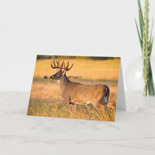 White_tailed Deer  South TX Card