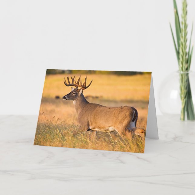White-tailed Deer | South TX Card (Front)