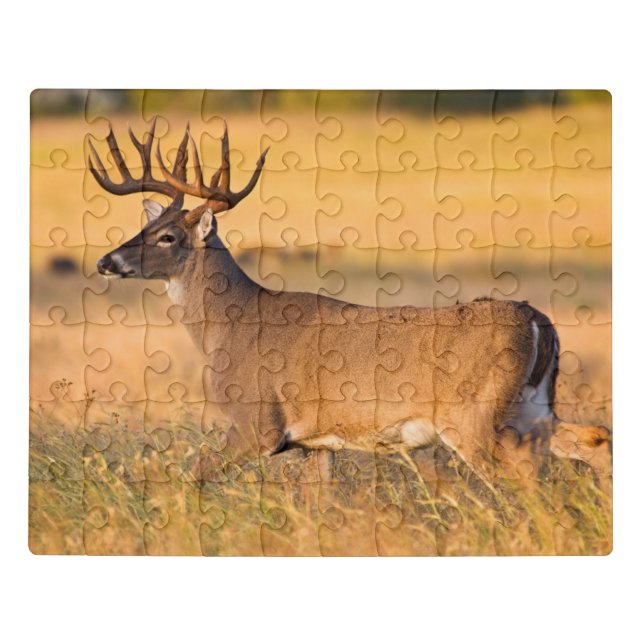 White-tailed Deer | South TX Jigsaw Puzzle (Puzzle Horizontal)
