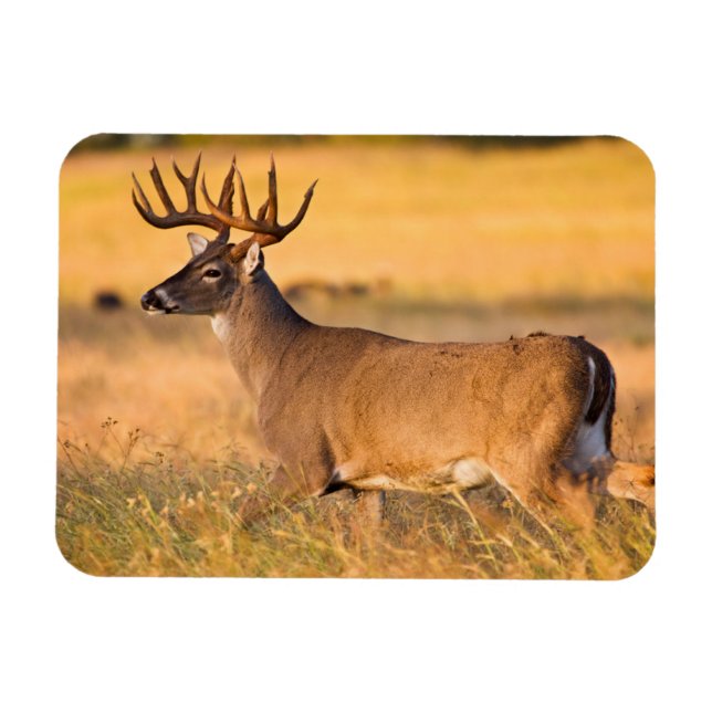 White-tailed Deer | South TX Magnet (Horizontal)