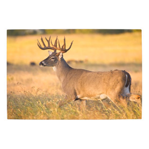 White-tailed Deer South TX Metal Print