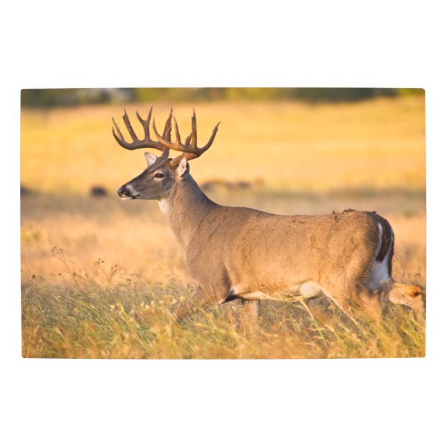 White-tailed Deer | South TX Metal Print (Front)