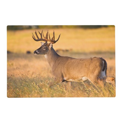 White_tailed Deer  South TX Placemat