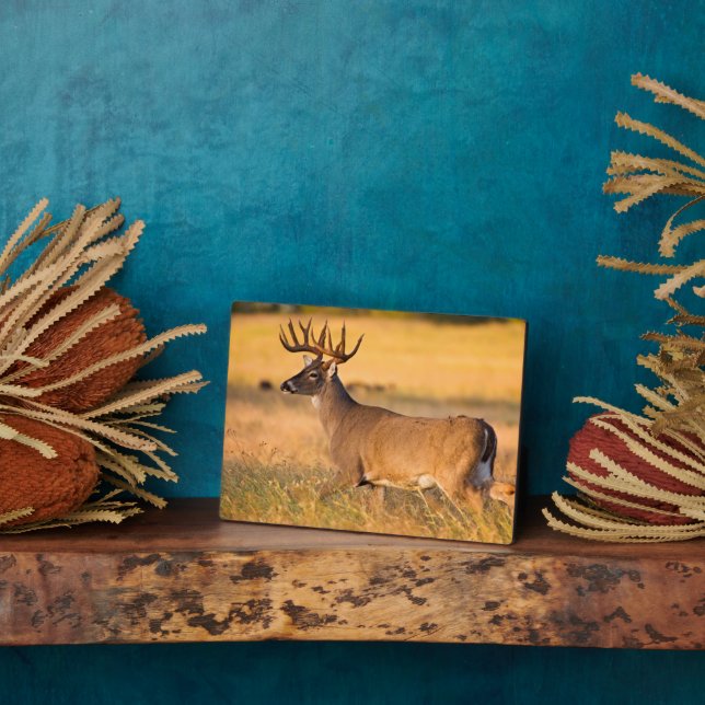 White-tailed Deer | South TX Plaque (Side)