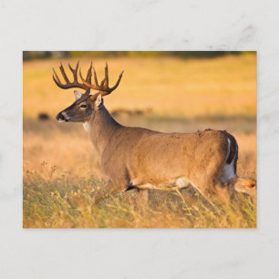 White-tailed Deer   South TX Postcard