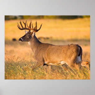 White-tailed Deer South TX Poster