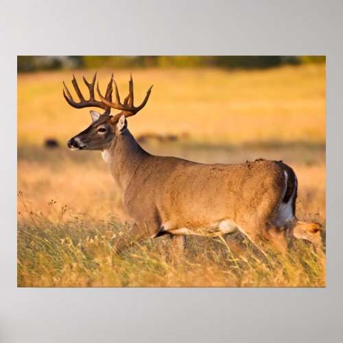 White_tailed Deer  South TX Poster