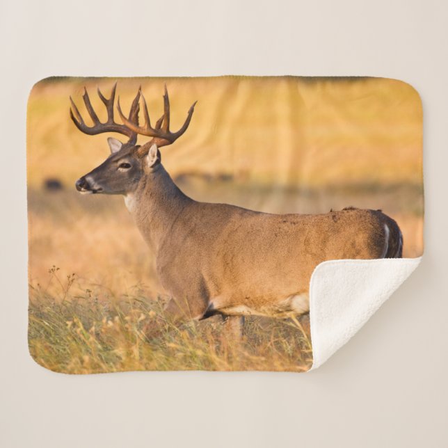 White-tailed Deer | South TX Sherpa Blanket (Front (Horizontal))