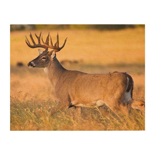 White-tailed Deer | South TX Wood Wall Art (Front)