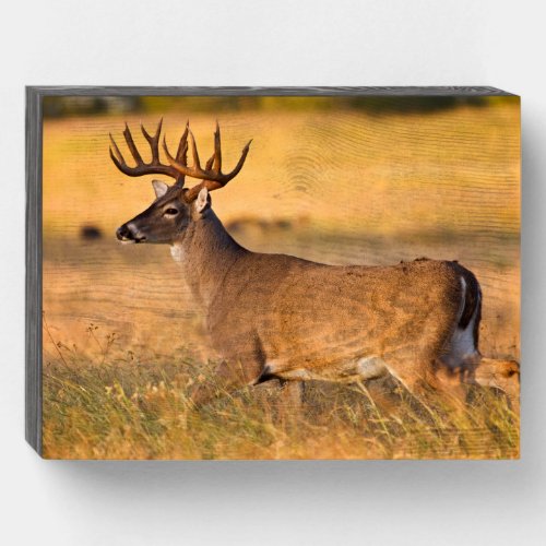 White_tailed Deer  South TX Wooden Box Sign