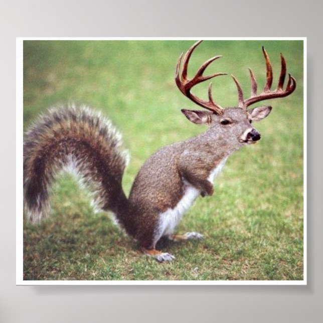 White Tailed Deer Squirrel Poster (Front)